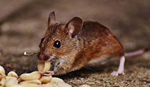 24 Hour & Emergency Exterminators in Little Rock, IL